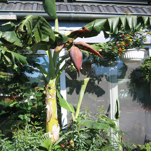 bl&uuml;hende Musa Rajapuri
