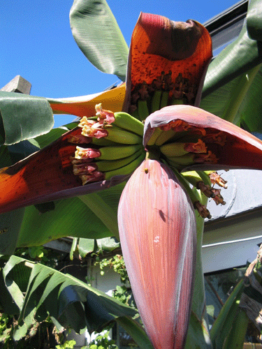 ge&ouml;ffnete Bl&uuml;te der Rajapuri