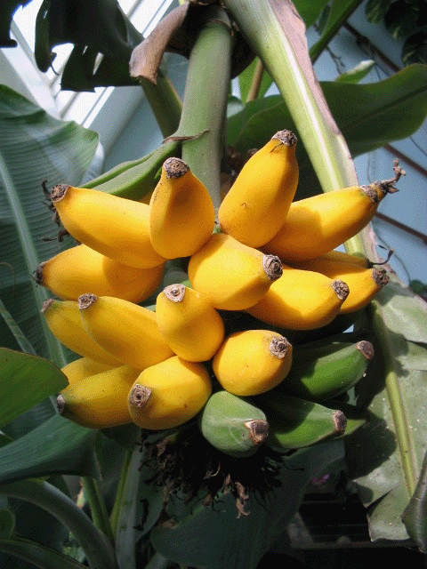 Nahaufnahme des Fruchtstandes