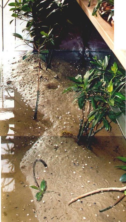 Becken 1999 bei Ebbe