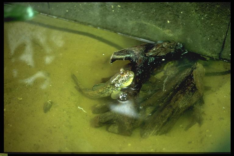 P.barbarus