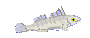 Grundeln