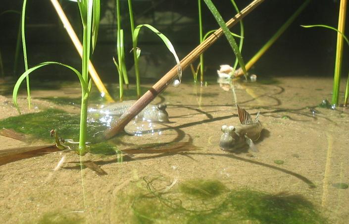 Periophthalmus septemradiatus