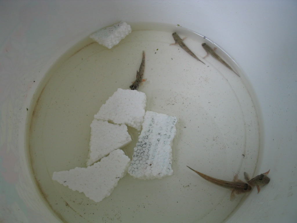 Periophthalmus septemradiatus