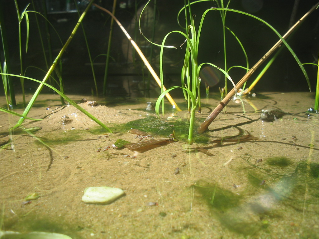 P. septemradiatus