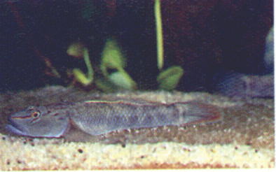 Rhinogobius brunneus