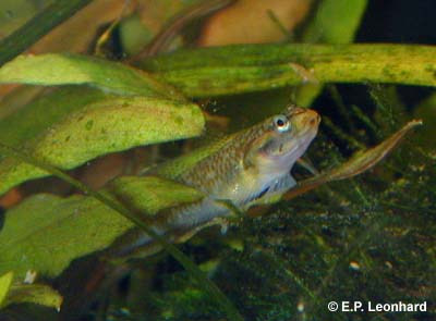 Vaimosa rambai female